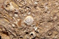 Macro photo of Sternberger Kuchen, a Tertiary sandstone with fossils