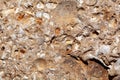 Macro photo of Sternberger Kuchen, a Tertiary sandstone with fossils