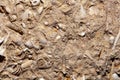 Macro photo of Sternberger Kuchen, a Tertiary sandstone with fossils Royalty Free Stock Photo