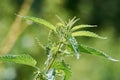 Macro photo of a stinging nettle in the sunshine Royalty Free Stock Photo