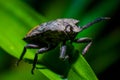 stinky bug sleeping on the grass Royalty Free Stock Photo