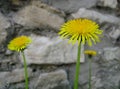 Macro photo of a stone wall and bright yellow flowers medicinal plants the medicinal plants TarÃÂ¡xacum