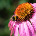 Macro photo of striped bumble bee collecting pollen on purple coneflower on bright sunlight. Royalty Free Stock Photo