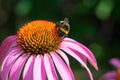 Macro photo of striped bumble bee collecting pollen on purple coneflower.  Sunlit blossoming Royalty Free Stock Photo