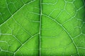 Macro photo of structure of green leaf Royalty Free Stock Photo