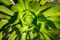 Macro photo of succulent Aeonium arboretum, California Royalty Free Stock Photo