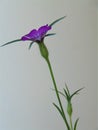 Macro photo of summer background with decorative flowers with petals of purple color