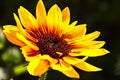 Macro photo of a summer flower