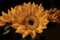 Sunflower portrait on black background Royalty Free Stock Photo