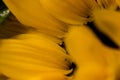 Macro of photo of sunflower petals Royalty Free Stock Photo