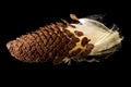 Macro photo of swamp milkweed seed pod