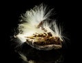 Macro photo of swamp milkweed seed pod