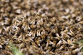 Macro photo of a swarm of bees on the ground