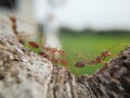 macro photo of a swarm of Kroto ants on a tree
