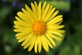 Macro photo of shapely doronicum flower Royalty Free Stock Photo