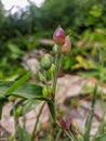macro photo of tasbih seed flower