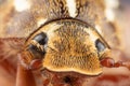 Close photo of a Ten Lined June Beetle Junebug With Strange Looks, Details, and a Duck bill that squeaks