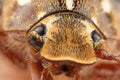 Close photo of a Ten Lined June Beetle Junebug With Strange Looks, Details, and a Duck bill that squeaks