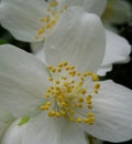 Macro photo of Terry Jasmine flower with petals of white color