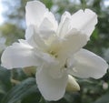 Macro photo of Terry Jasmine flower with petals of white color