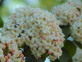 Macro photo with texture background decorative garden kinds of flowers in light cream shades of color