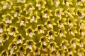 Macro photo of the texture in the middle of the sunflower. art and geometry in nature. fibonachi golden ratio Royalty Free Stock Photo