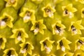 Macro photo of the texture in the middle of the sunflower. art and geometry in nature. fibonachi golden ratio Royalty Free Stock Photo