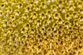 Macro photo of the texture in the middle of the sunflower. art and geometry in nature. fibonachi golden ratio Royalty Free Stock Photo