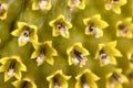 Macro photo of the texture in the middle of the sunflower. art and geometry in nature. fibonachi golden ratio Royalty Free Stock Photo