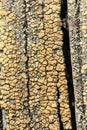 Macro photo of textured background of old grey faded boards covered with fungus and moss from old age Royalty Free Stock Photo