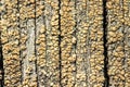 Macro photo of textured background of old grey faded boards covered with fungus and moss from old age Royalty Free Stock Photo