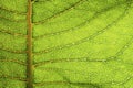 Macro photo of a textured and bright green plant leaf.