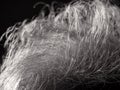 Macro photo of thinning and weakening hair strands of old person Royalty Free Stock Photo