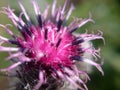 Macro photo of thistle