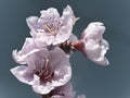 Macro photo of a three blooming spring flowers