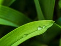 Macro photo, three large drops of dew on a long green leaf