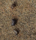 Macro photo of three rollie pollies on the ground