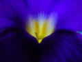 Macro photo of Thunbergia erecta flower, herbaceous perennial plant, bush clockvine, king's-mantle and potato bush Royalty Free Stock Photo