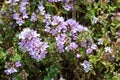 Thymus pubescens , wild natural thyme flowers in nature