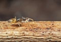 Macro Photo of Tiny Ant Carrying Eggs and Running on Stick