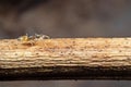 Macro Photo of Tiny Ant Carrying Pupae and Running on Stick