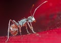 Macro Photo of Tiny Ant on Red Petal of Flower Royalty Free Stock Photo