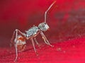 Macro Photo of Tiny Ant on Red Petal of Flower Royalty Free Stock Photo