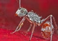 Macro Photo of Tiny Ant on Red Petal of Flower Royalty Free Stock Photo