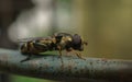 A macro photo tiny Hoverfly on a metal rail