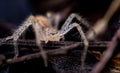 A Macro photo of a tiny spider