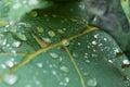 Macro Photo to a natural transparent beauty rain drops over a textured green leaf Royalty Free Stock Photo