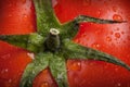 Macro photo of tomato with water droplets on plant Royalty Free Stock Photo