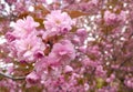 Macro photo tree Cherry blossoms