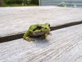 Pacific tree frog Pseudacris regilla Royalty Free Stock Photo